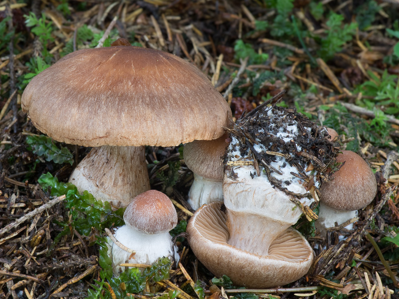 Cortinarius bubulus